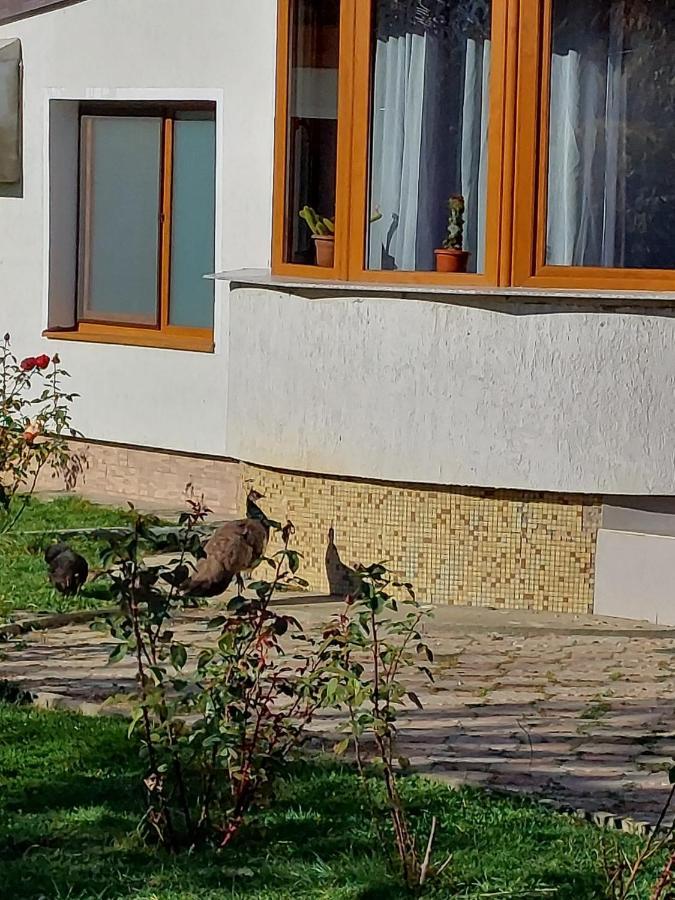 Pensiunea Vera Rîşnov Εξωτερικό φωτογραφία